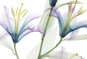 moderne Tapeten / Blumenmuster / Stoffoptik / Vlies