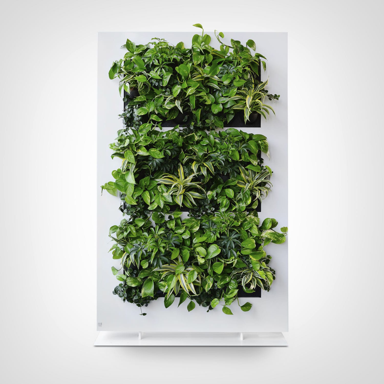 KeaJuidy 12x Luftpflanzen Halter - Selbstklebende Wandhalter Für Tillandsien & Deko