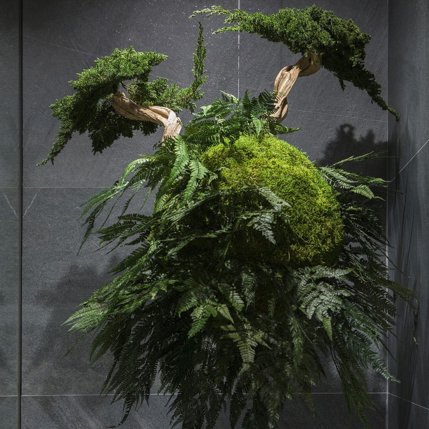 Stabilisierte Zierpflanze AVATARS Greenarea Kugeln