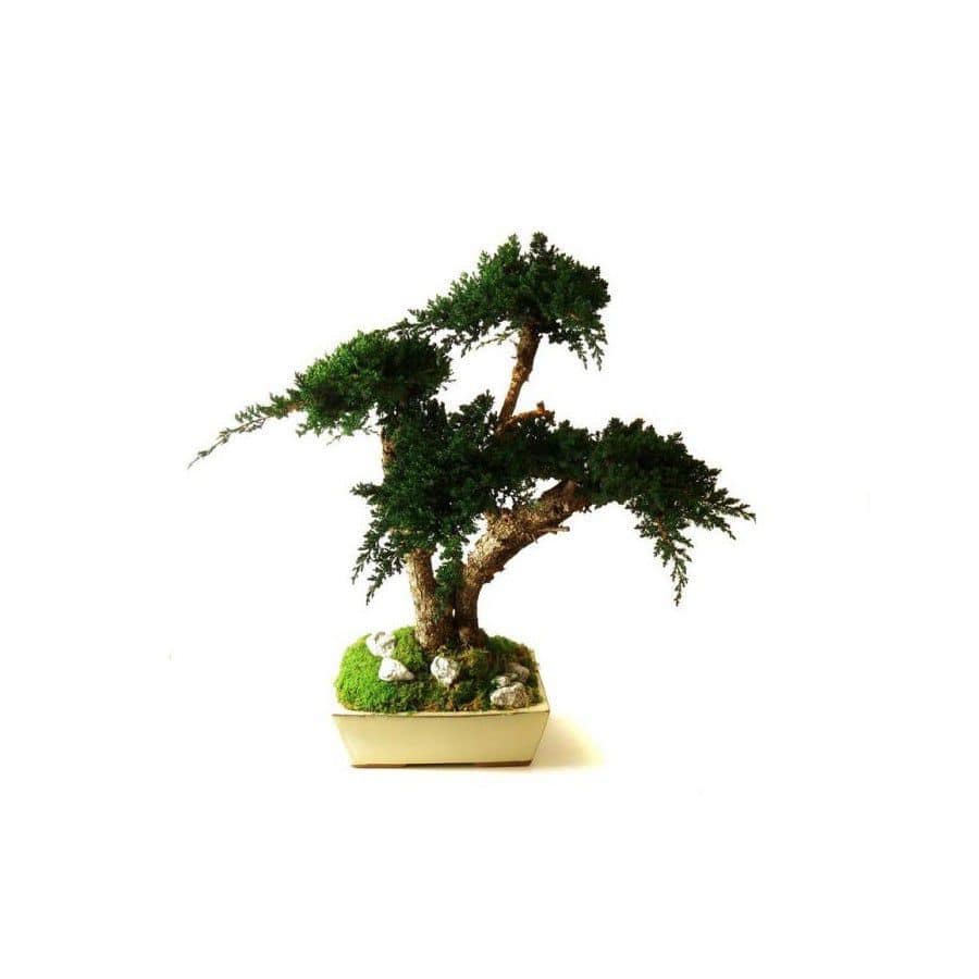 Stabilisierte Zierpflanze JUNIPERUS MOYEN Végétal Indoor Bonsai