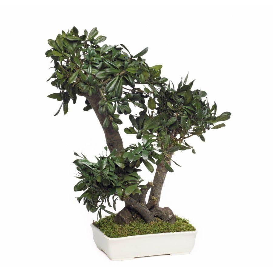 Stabilisierte Zierpflanze PITTOSPORUM TOBIRA MOYEN Végétal Indoor