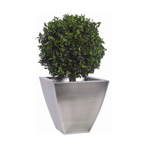 Stabilisierte Zierpflanze PITTOSPORUM Végétal Indoor Kugeln