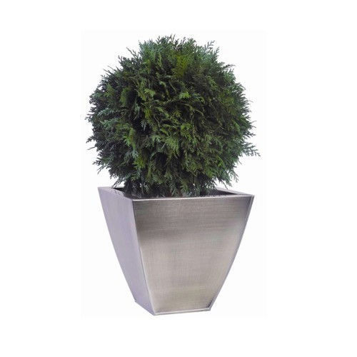 Stabilisierte Zierpflanze BOULE DE THUYA Végétal Indoor Kugeln