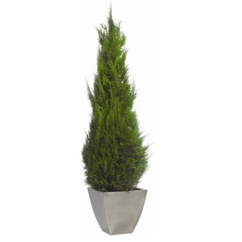 Stabilisierte Zierpflanze STARDUST Végétal Indoor großformatig