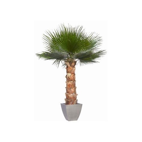 Stabilisierte Zierpflanze WASHINGTONIA Végétal Indoor Palmen