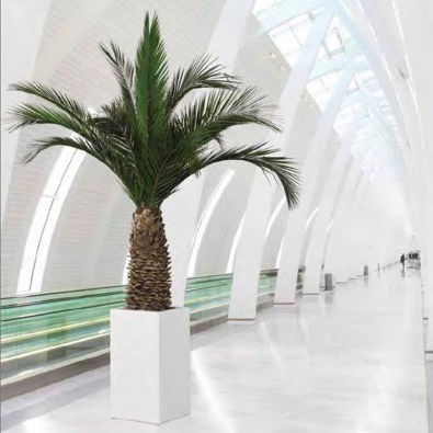 Stabilisierte Zierpflanze PHOENIX ANANAS Végétal Indoor Palmen