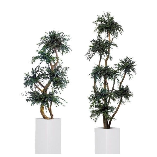 Stabilisierte Zierpflanze PARVIFOLIA Végétal Indoor großformatig