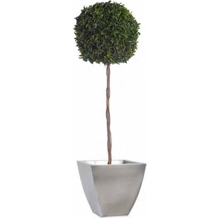 Stabilisierte Zierpflanze GREEN PITOSPORO TOPIARY TALL LinfaDecor