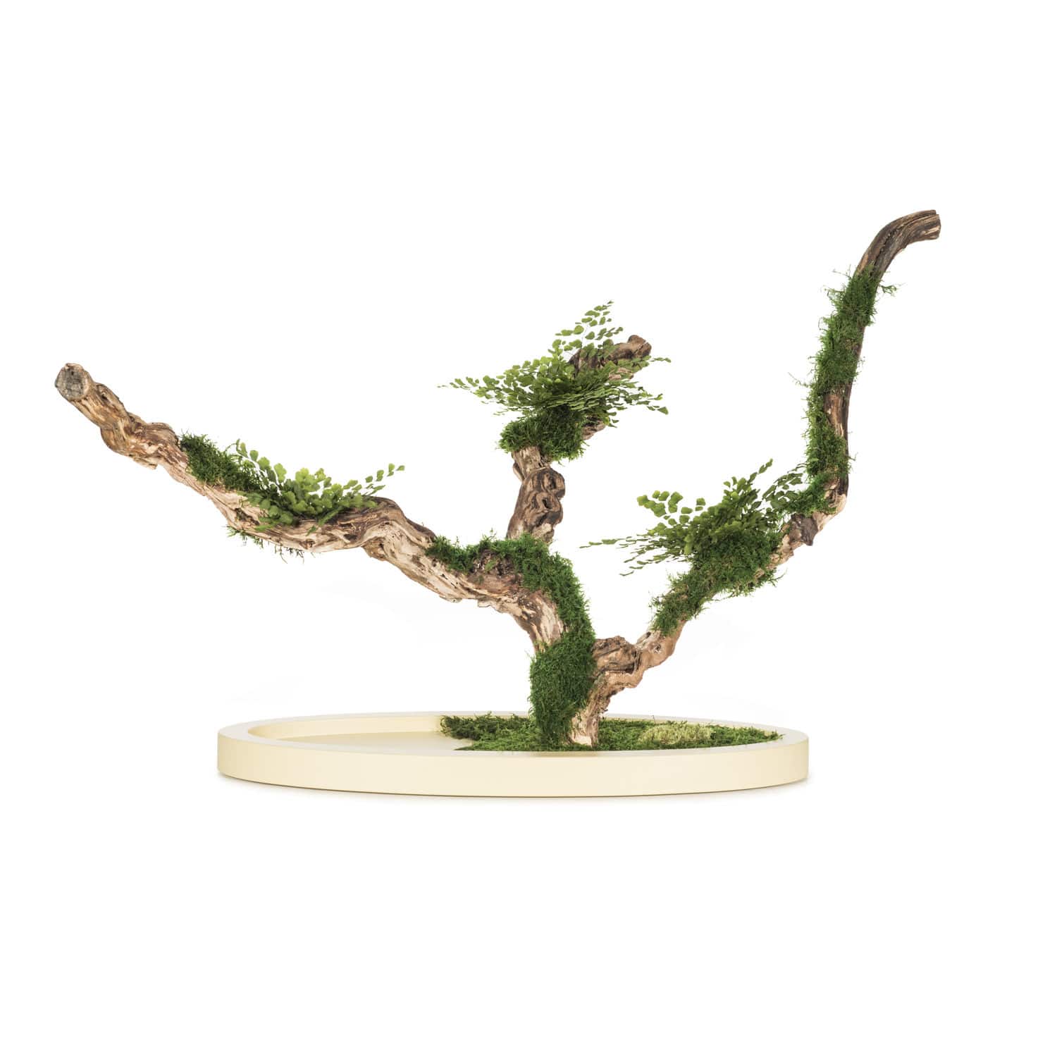 Stabilisierte Zierpflanze MAIDENHAIR LinfaDecor Bonsai
