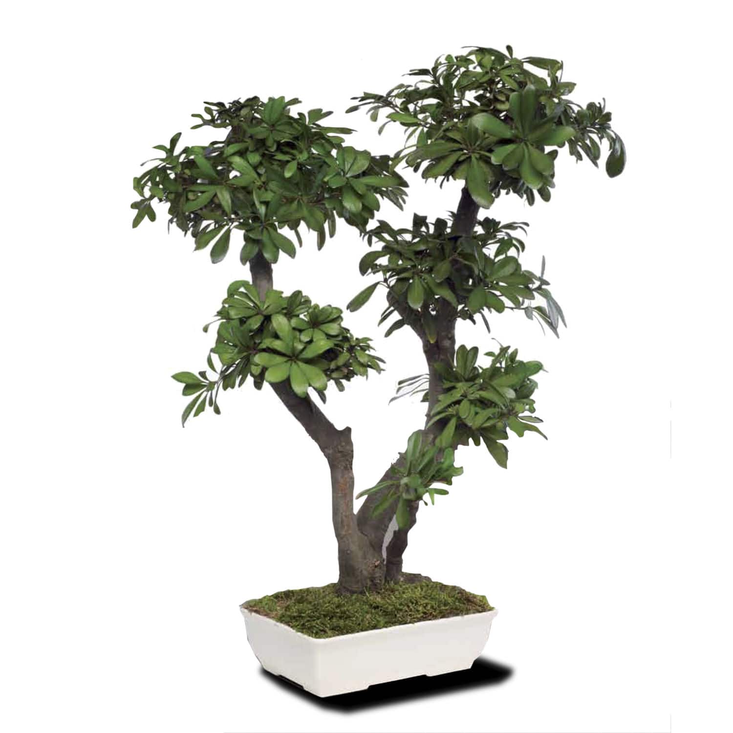 Stabilisierte Zierpflanze TOBIRA LinfaDecor Bonsai