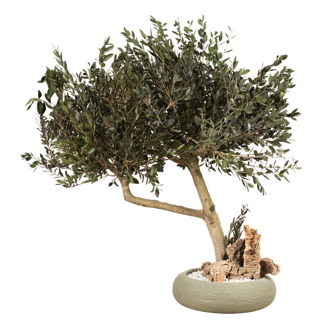 Stabilisierte Zierpflanze MINI ULIVO LinfaDecor Totem