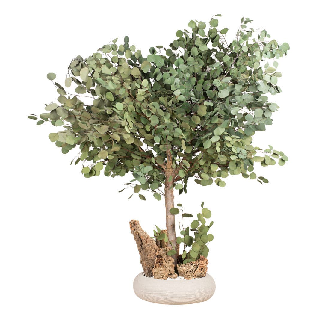 40+ Eukalyptus Zierpflanze, Die art eucalyptus gunnii gedeiht jedoch