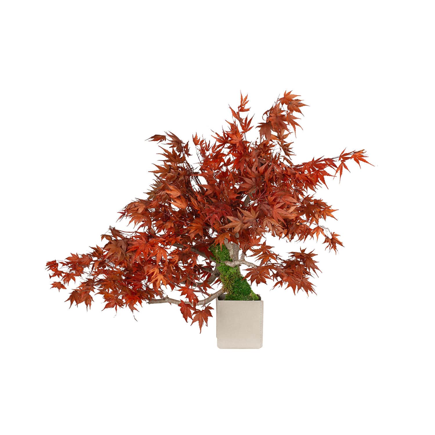 Stabilisierte Zierpflanze JAPANESE MAPLE LinfaDecor Bonsai
