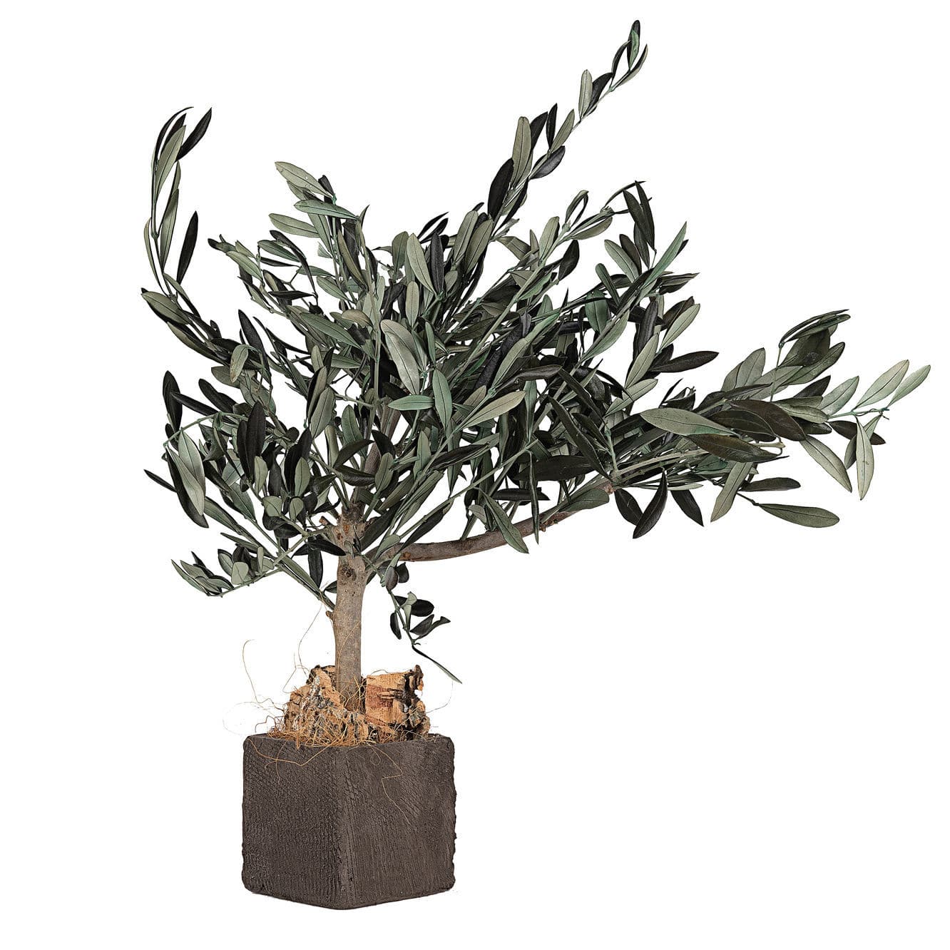 Stabilisierte Zierpflanze GROVE LinfaDecor Olivenbaum