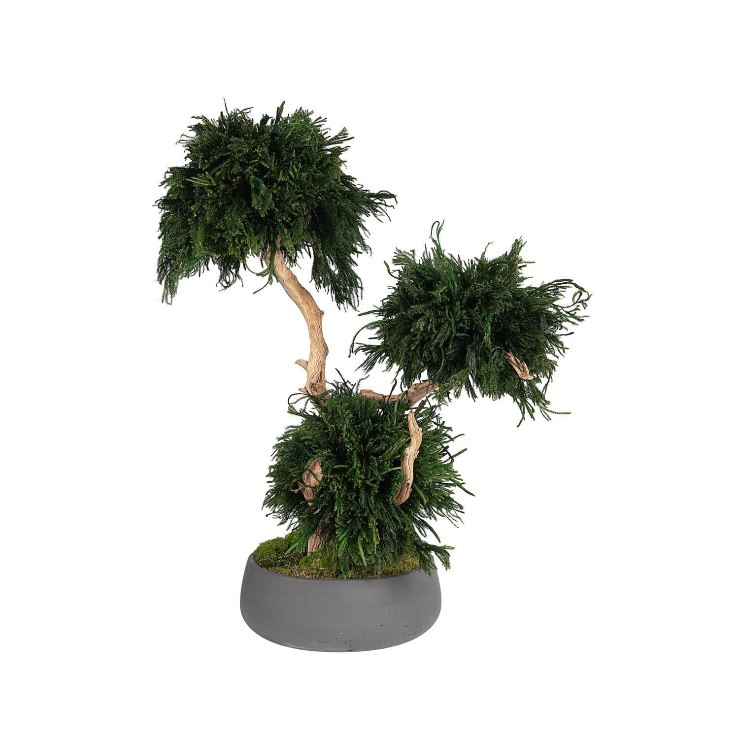 Stabilisierte Zierpflanze LYCOPODIUM LinfaDecor Bonsai
