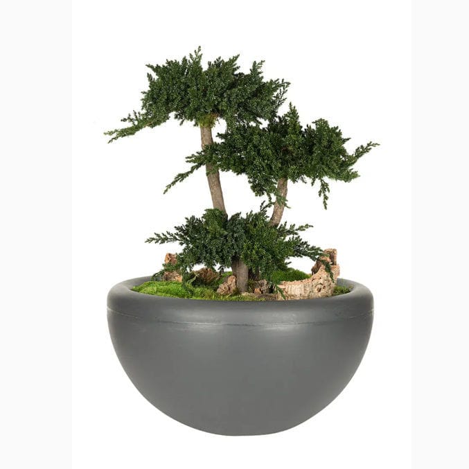 Stabilisierte Zierpflanze JUNIPERUS LinfaDecor Bonsai