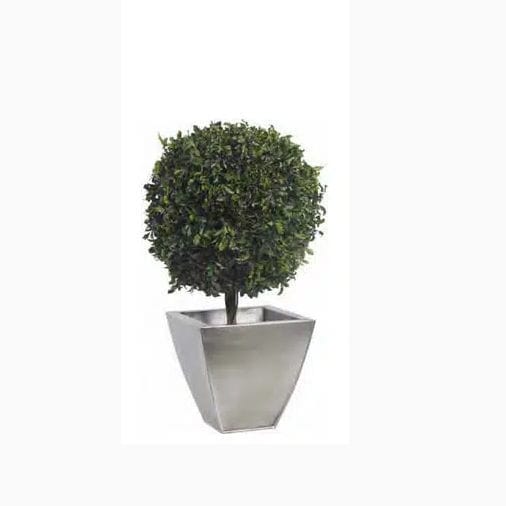 Stabilisierte Zierpflanze GREEN PITOSPORO BASE TOPIARY LinfaDecor