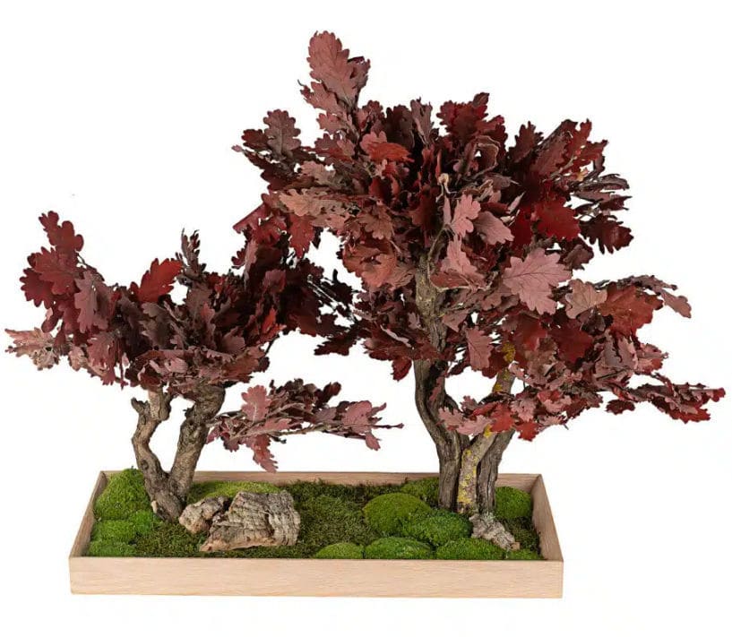 Stabilisierte Zierpflanze LinfaDecor Bonsai / kleinformatig / für