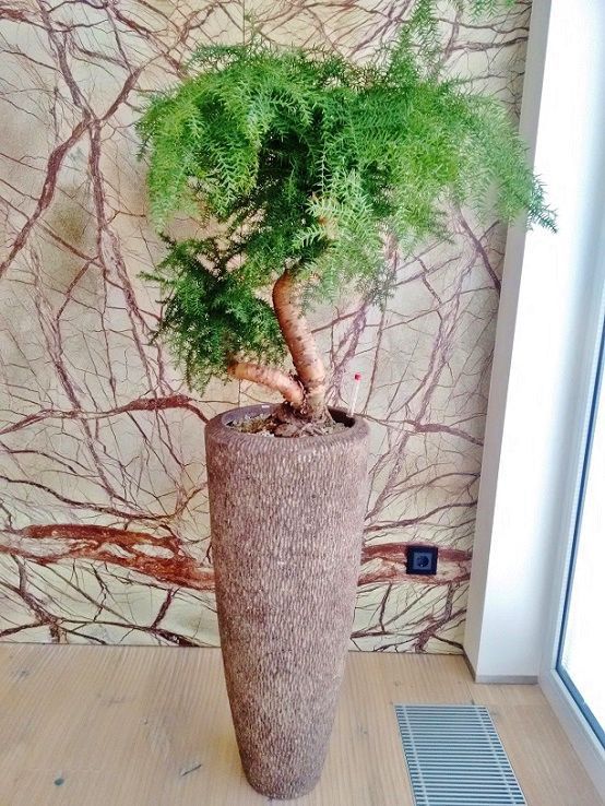 BonsaiZierpflanze ARAUCARIA CUNNINGHAM IN POLYSTONE TUBE Botanic