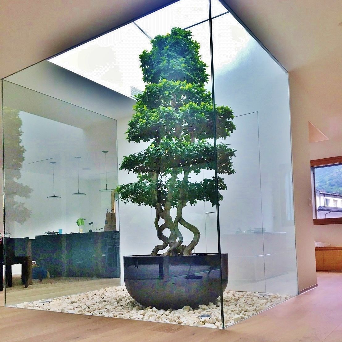 FicusZierpflanze MICROCARPA Botanic International