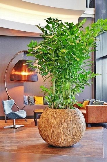 BonsaiZierpflanze CARYOTA IN BOSCO PLANTER Botanic International