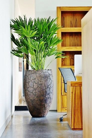 PalmenZierpflanze Botanic International mittelgroß / für Büro