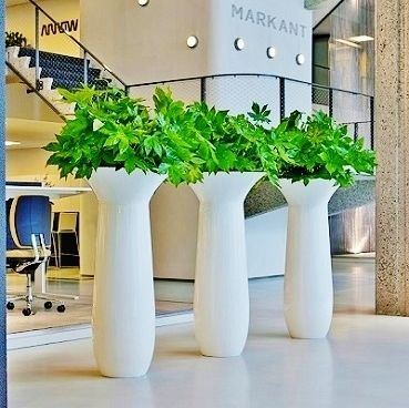 Zierpflanze CHAPEAU Botanic International