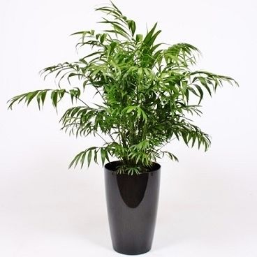 PalmenZierpflanze Botanic International