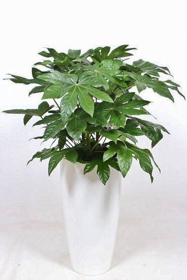 Zierpflanze FATSIA Botanic International