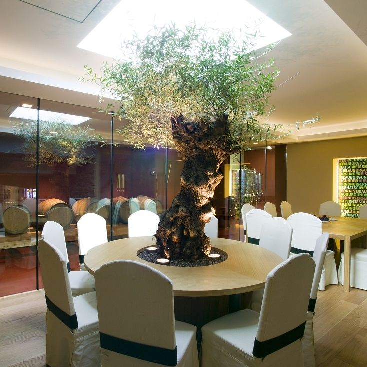 Olivenbaum Zierpflanze OLIVE TREE Botanic International