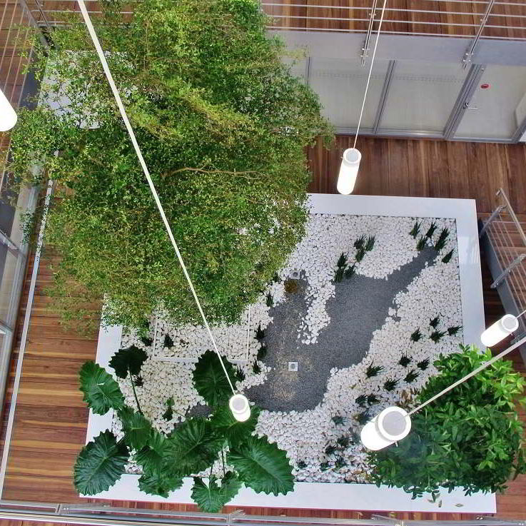 Großformatige Zierpflanze SOLITAIRE TREE Botanic International