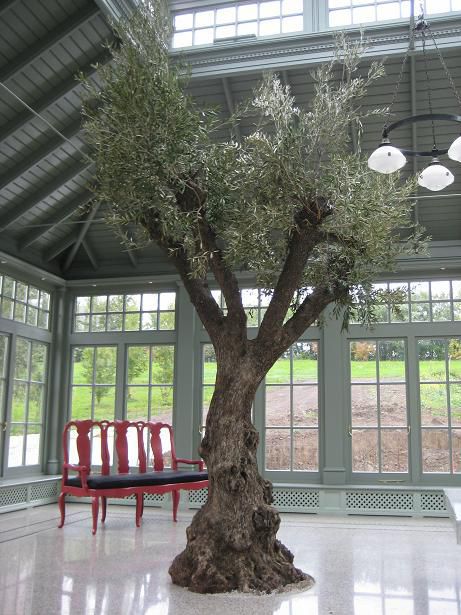 Baum für Orangerie Botanic International Olivenbaum / großformatig