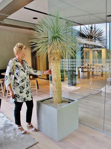 Zierpflanze für den Innenraum YUCCA ROSTRATA Botanic International