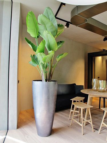 Zierpflanze für den Innenraum STRELITZIA NICOLAI Botanic International