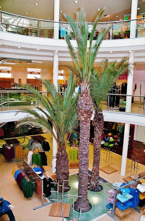 PalmenZierpflanze Botanic International für den Innenraum