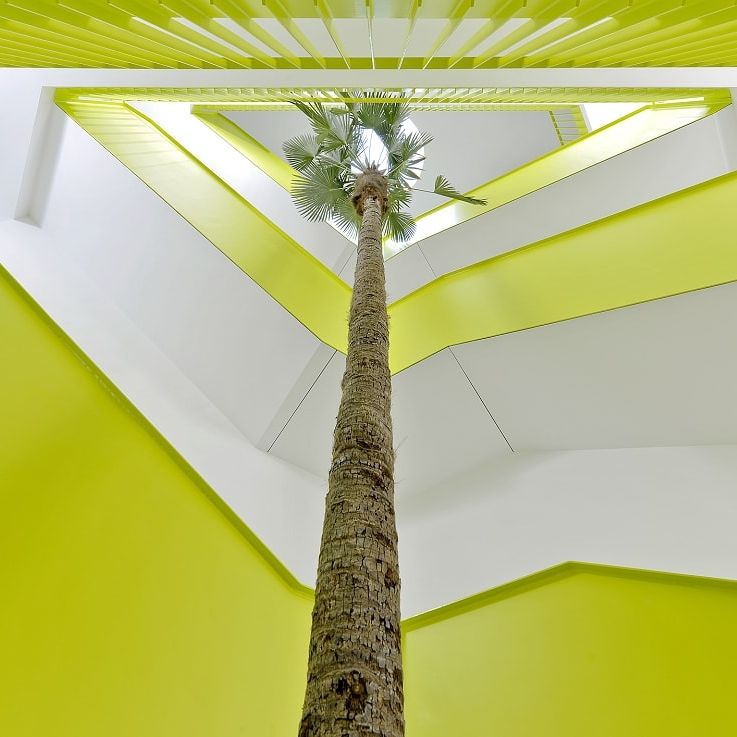 PalmenZierpflanze TRACHYCARPUS WAGNERIANUS Botanic International