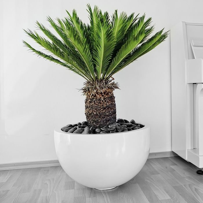 PalmenZierpflanze CYCAS REVOLUTA FERN Botanic International für