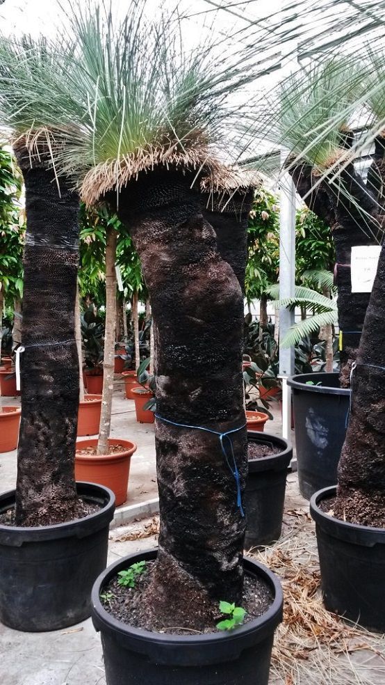 Mittelgroße Zierpflanze XANTHORRHOEA Botanic International