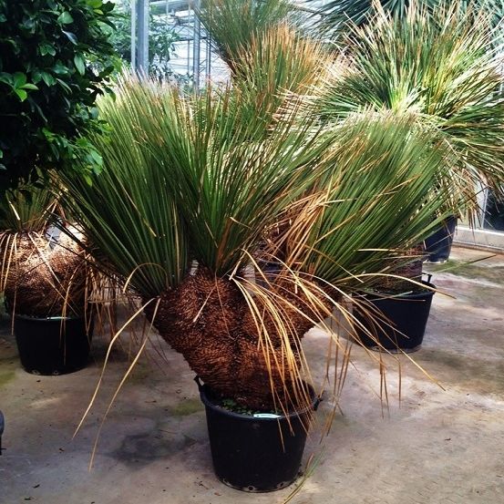 Mittelgroße Zierpflanze DASYLIRION Botanic International für Garten