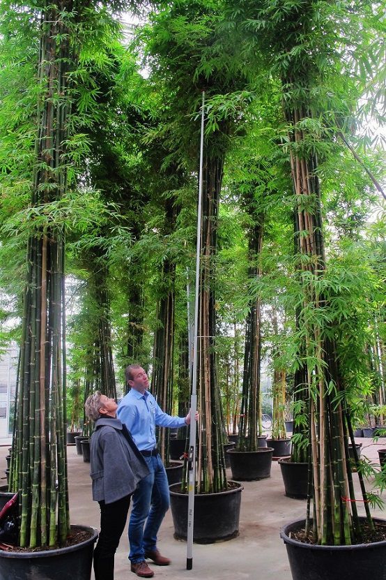 BambusZierpflanze BAMBUSA SIAMENSIS Botanic International