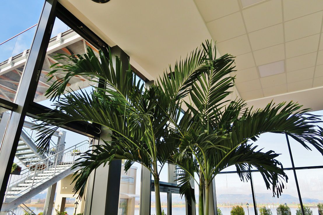 PalmenZierpflanze VEITCHIA MERRILLII Botanic International