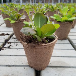 Holzfaserpflanzgefäß / rund / für Privatgebrauch