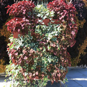 Vertikaler Garten / lebende Pflanzen