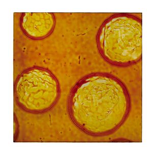 Acryl-Dekorplatte