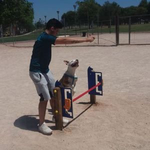 Trimm-Dich-Pfad / Agility 1