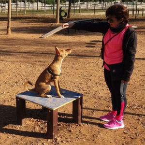 Agility-Tisch / Training 1