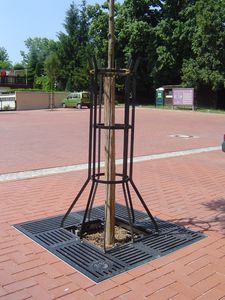 quadratisches Baumgitter 1