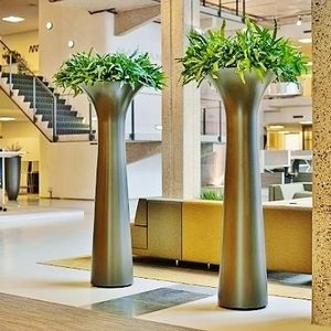 Zierpflanze FATSIA Botanic International