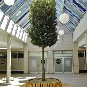 Baum für Einkaufszentrum