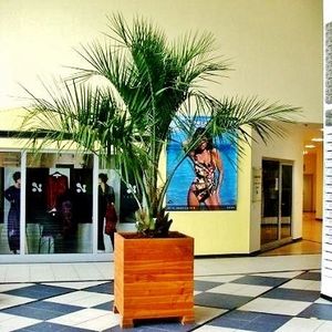 PalmenZierpflanze Botanic International für den Innenraum